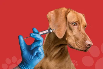 Вакцинация любимца на дому, большой ассортимент препаратова