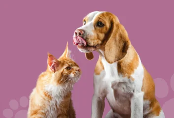 🐾 Защитите своего пушистого друга с помощью страхования 🐾